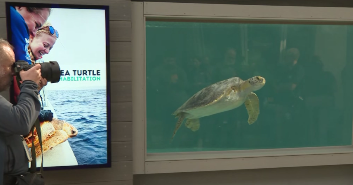 Rescued sea turtle with 3 flippers recovers at Long Beach aquarium