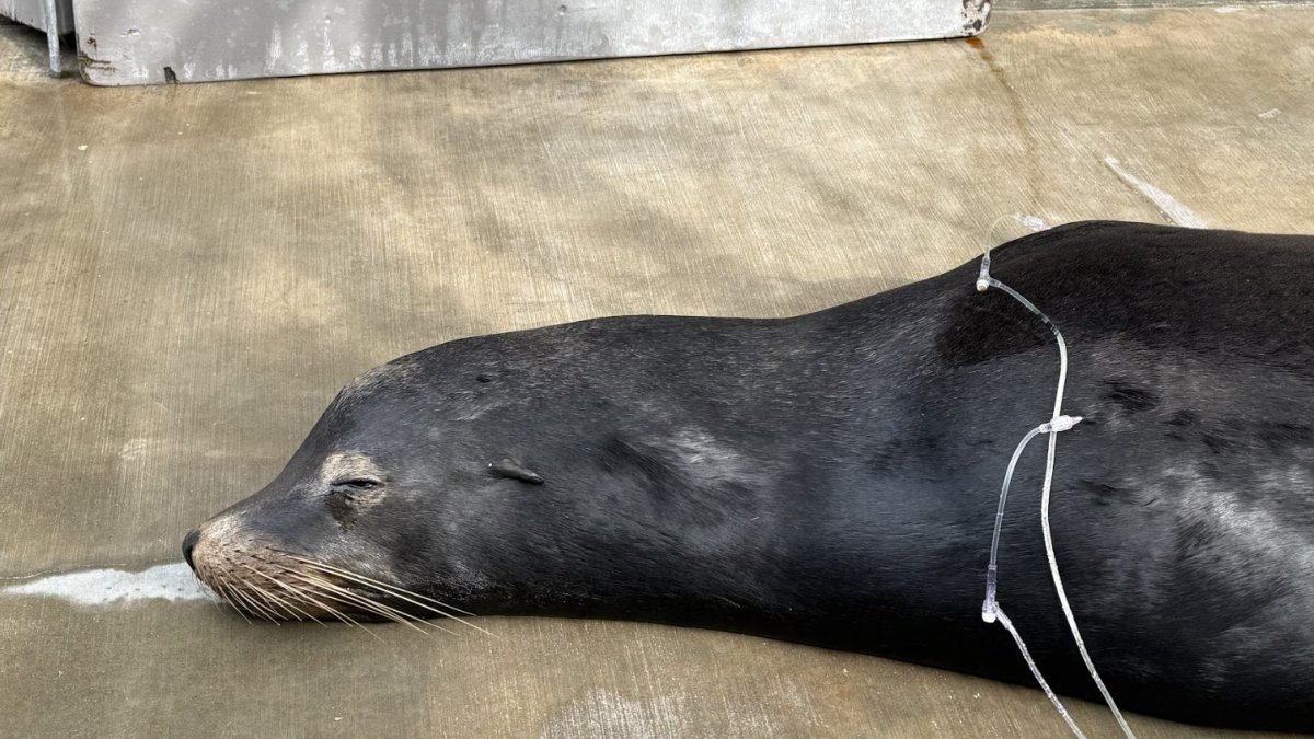 X-rays reveal sea lion had 2 bullets in head – NBC Los Angeles