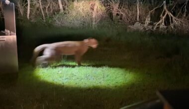 Mountain lion found in San Francisco neighborhood released in Santa Cruz Mountains