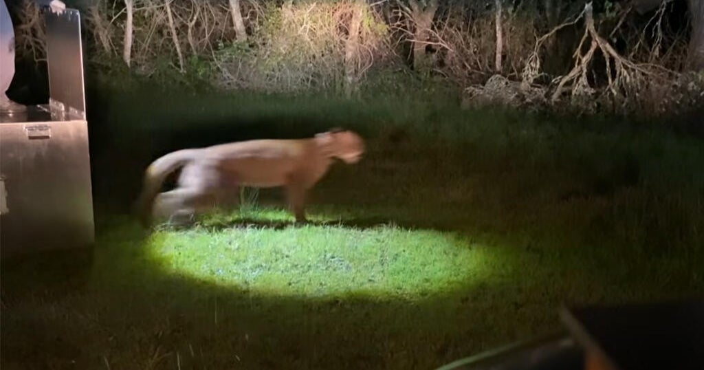 Mountain lion found in San Francisco neighborhood released in Santa Cruz Mountains