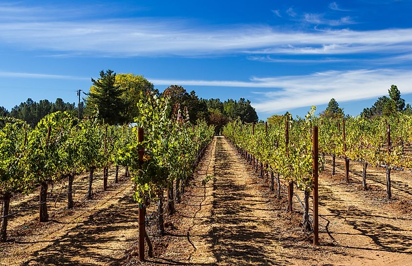 Vineyards near Cloverdale, California.