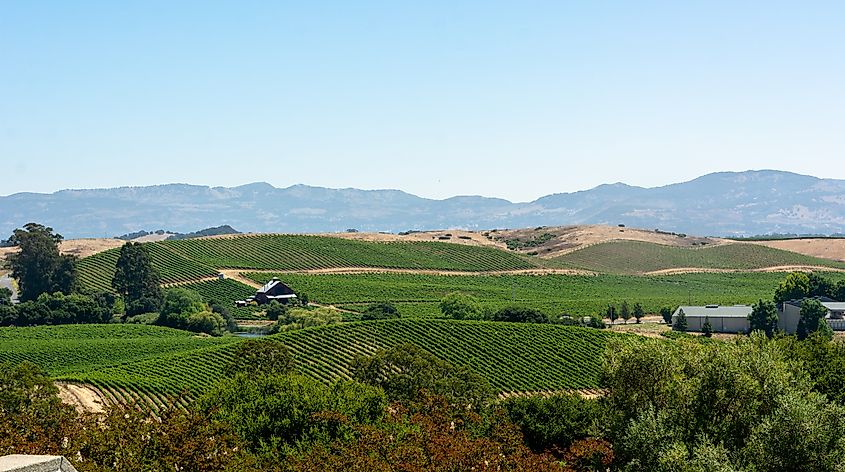 Sprawling vineyard near Yountville, California.
