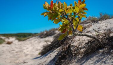 Convicted Art Swindler Put Up Fence Blocking SMC Beach: Report