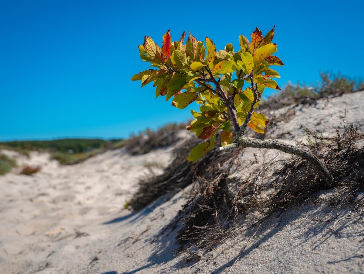 Convicted Art Swindler Put Up Fence Blocking SMC Beach: Report