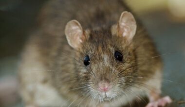 Restaurant Tied To Newsom Is Littered With Mouse Droppings: Report