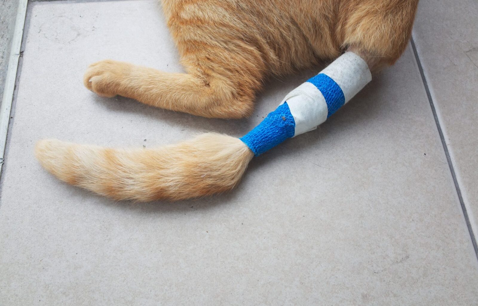 Demand Justice After Cat Shot With Crossbow In San Jose – One Green Planet