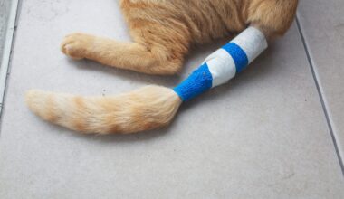 Demand Justice After Cat Shot With Crossbow In San Jose – One Green Planet