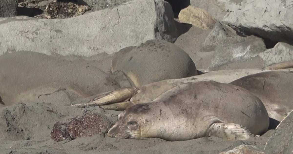 Avian flu devastates elephant seals in Southern Hemisphere, raising concerns for California coast