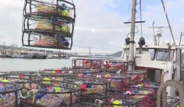 Bay Area commercial Dungeness crab season delayed again by weather, pricing dispute