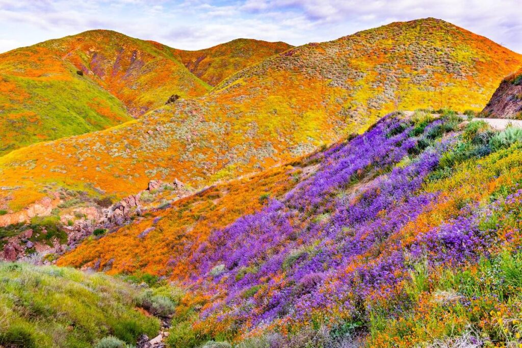 superbloom