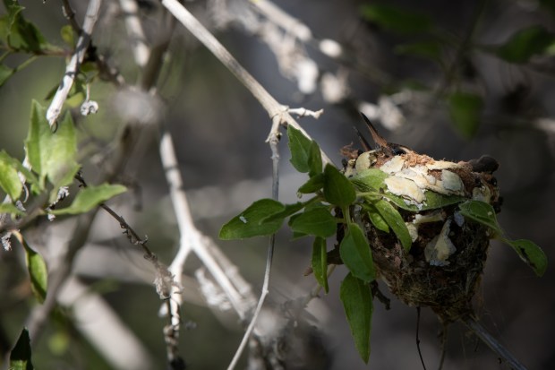 Nestling Xantus's hummingbirds in the Sierra de las Cacachilas on Tuesday, Oct. 28, 2025. (Ana Ramirez / The San Diego Union-Tribune)