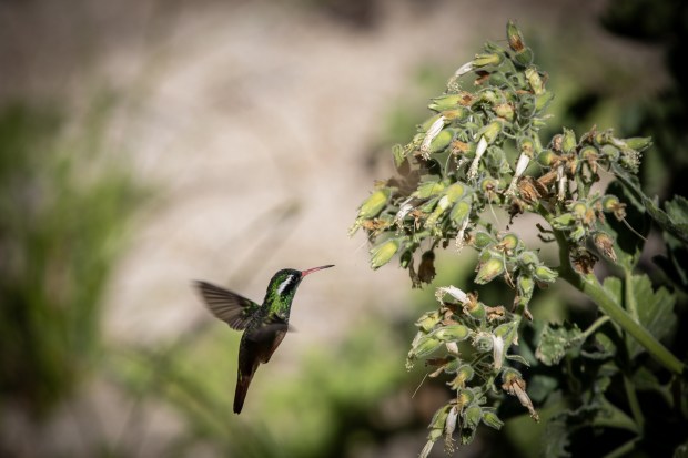 A Xantus's hummingbird drinks nectar from a plant in the Sierra de las Cacachilas on Monday, Oct. 27, 2025. The hummingbird is endemic to the region. (Ana Ramirez / The San Diego Union-Tribune)