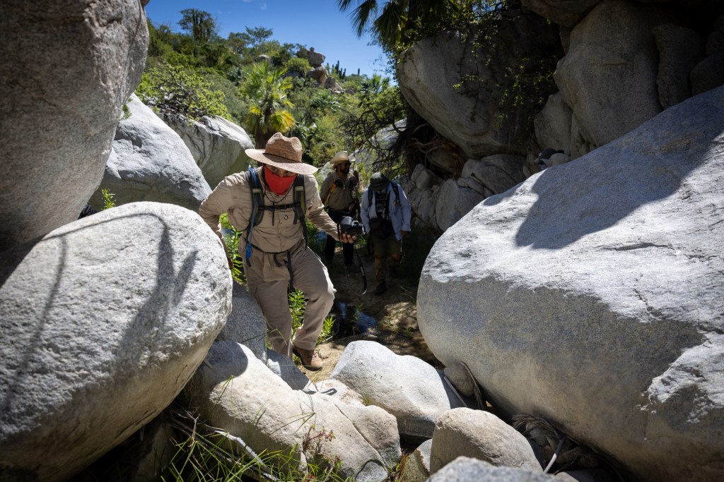 In rugged Baja canyons, San Diego scientists unlock an undersung region’s biodiversity – San Diego Union-Tribune
