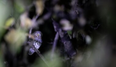 Ornithologist Gerardo Marrón talks birds, Baja and bringing kids into science – San Diego Union-Tribune