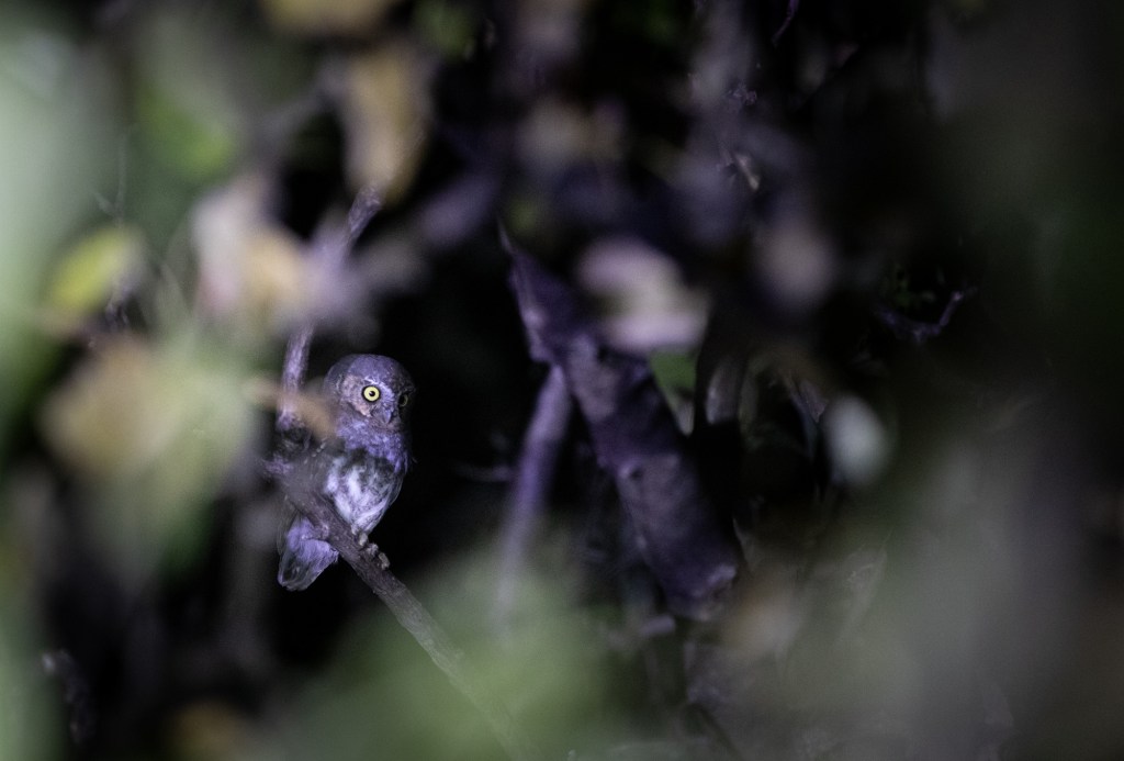 Ornithologist Gerardo Marrón talks birds, Baja and bringing kids into science – San Diego Union-Tribune