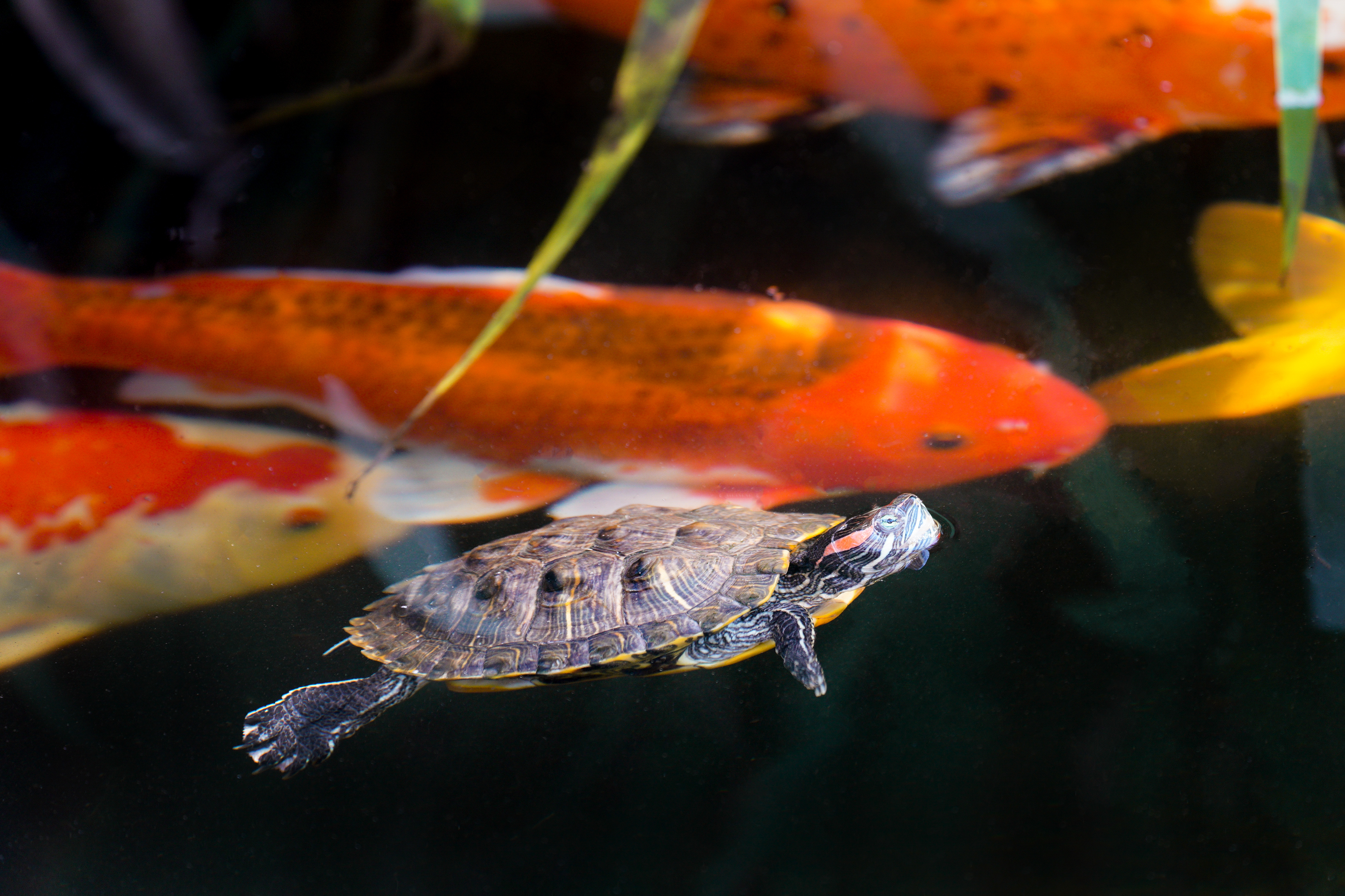 The Scripps Cottage and koi & turtle pond are located...