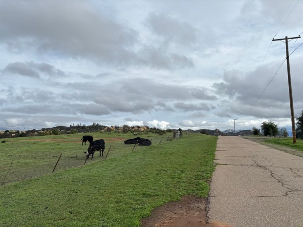 Cows graze along the paved road before hikers reach the Valley View Trail after leaving the Rattlesnake Trail. (Maura Fox / The San Diego Union-Tribune)