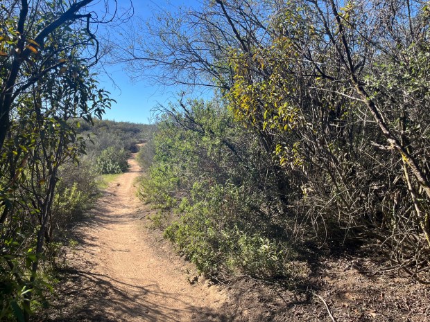 The Coyote Run Trail is more narrow and shaded than the other paths on this loop in Daley Ranch. (Maura Fox / The San Diego Union-Tribune)