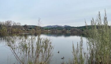 Lindo Lake is a bird-lovers paradise – San Diego Union-Tribune