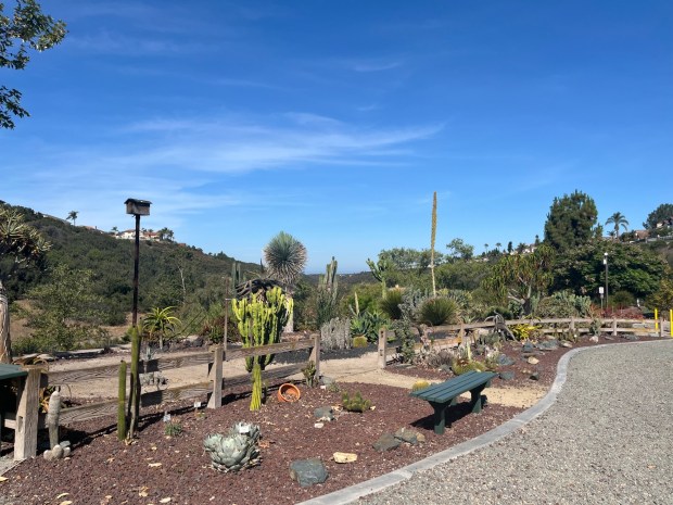 The native plant garden at the Rice Canyon trailhead. (Maura Fox / The San Diego Union-Tribune)