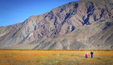 A gorgeous superbloom might take root at Anza-Borrego Desert State Park – San Diego Union-Tribune