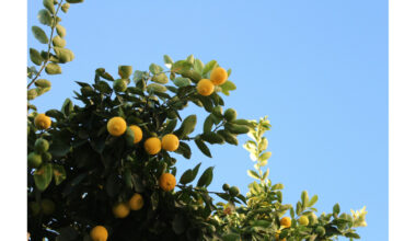 UC Offers Young Orchard Workshops in Bakersfield, Fresno, Merced