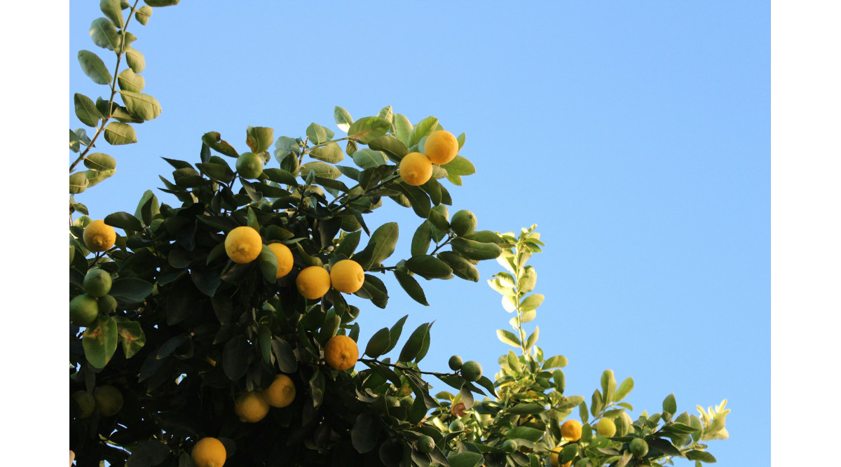 UC Offers Young Orchard Workshops in Bakersfield, Fresno, Merced