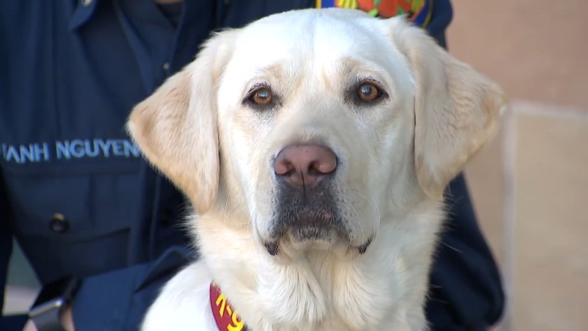 Meet Timber, Orange County’s only fire accelerant detection K-9 – NBC Los Angeles