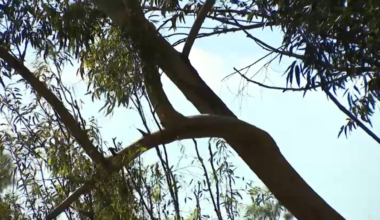 Tree maintenance safety ahead of strong winds – NBC 7 San Diego