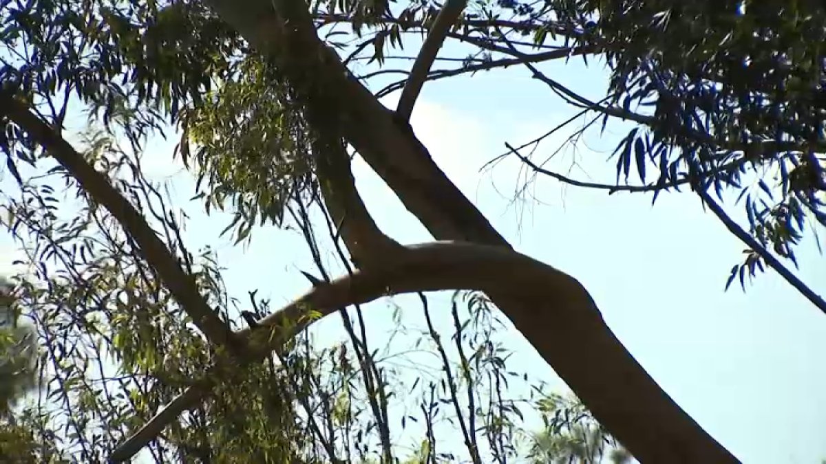 Tree maintenance safety ahead of strong winds – NBC 7 San Diego