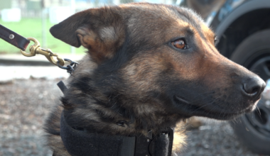 San Diego County Sheriff's K-9s get life-saving bulletproof vests