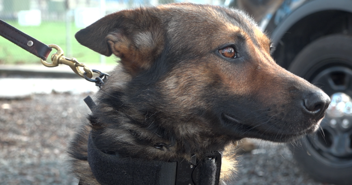 San Diego County Sheriff's K-9s get life-saving bulletproof vests