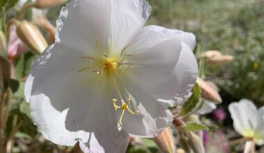 Free admission to California state parks Monday for MLK Day