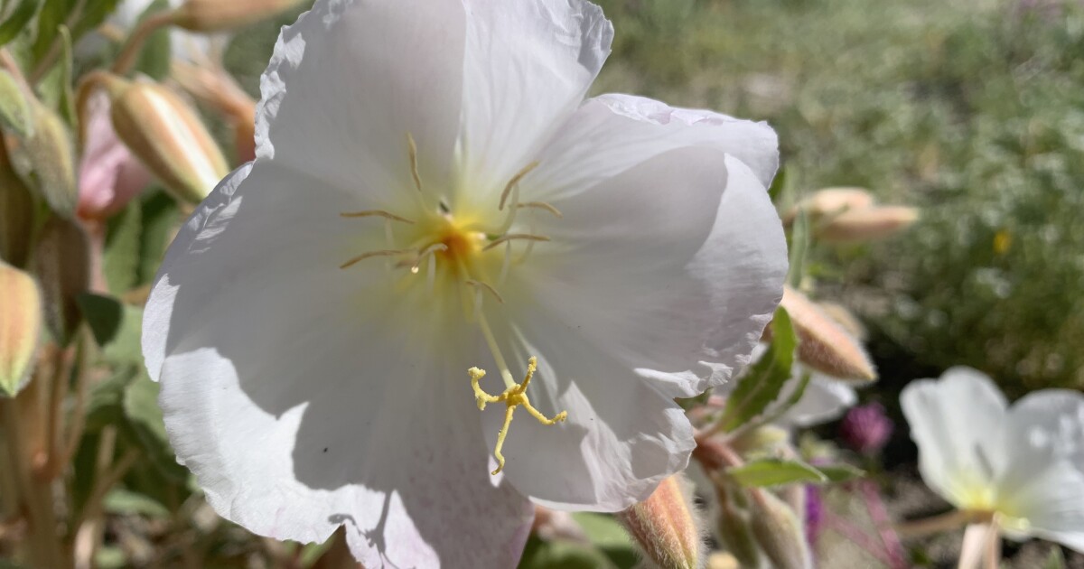 Free admission to California state parks Monday for MLK Day