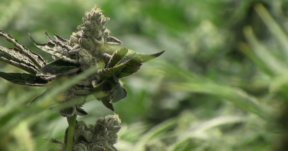 San Diego City Attorney's Office files lawsuit against 2 local smoke shops