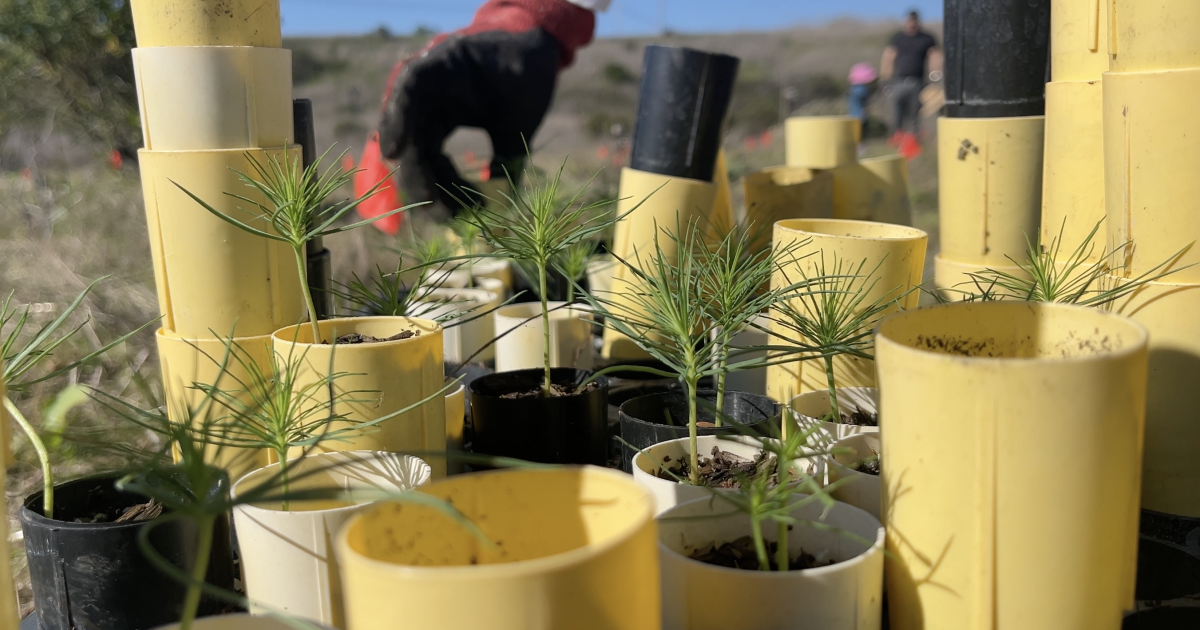 Preserving a rare California pine