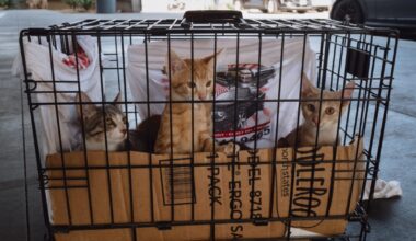 Pets and housing crises