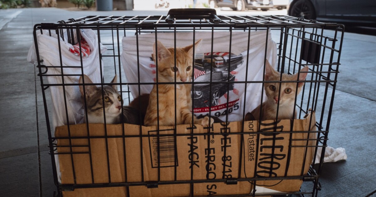 Pets and housing crises