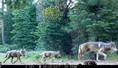 Wildlife crews halt search for gray wolves in California's Sierra Valley