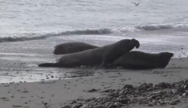 Elephant seals, nature’s heavyweights, haul out along the California coastline