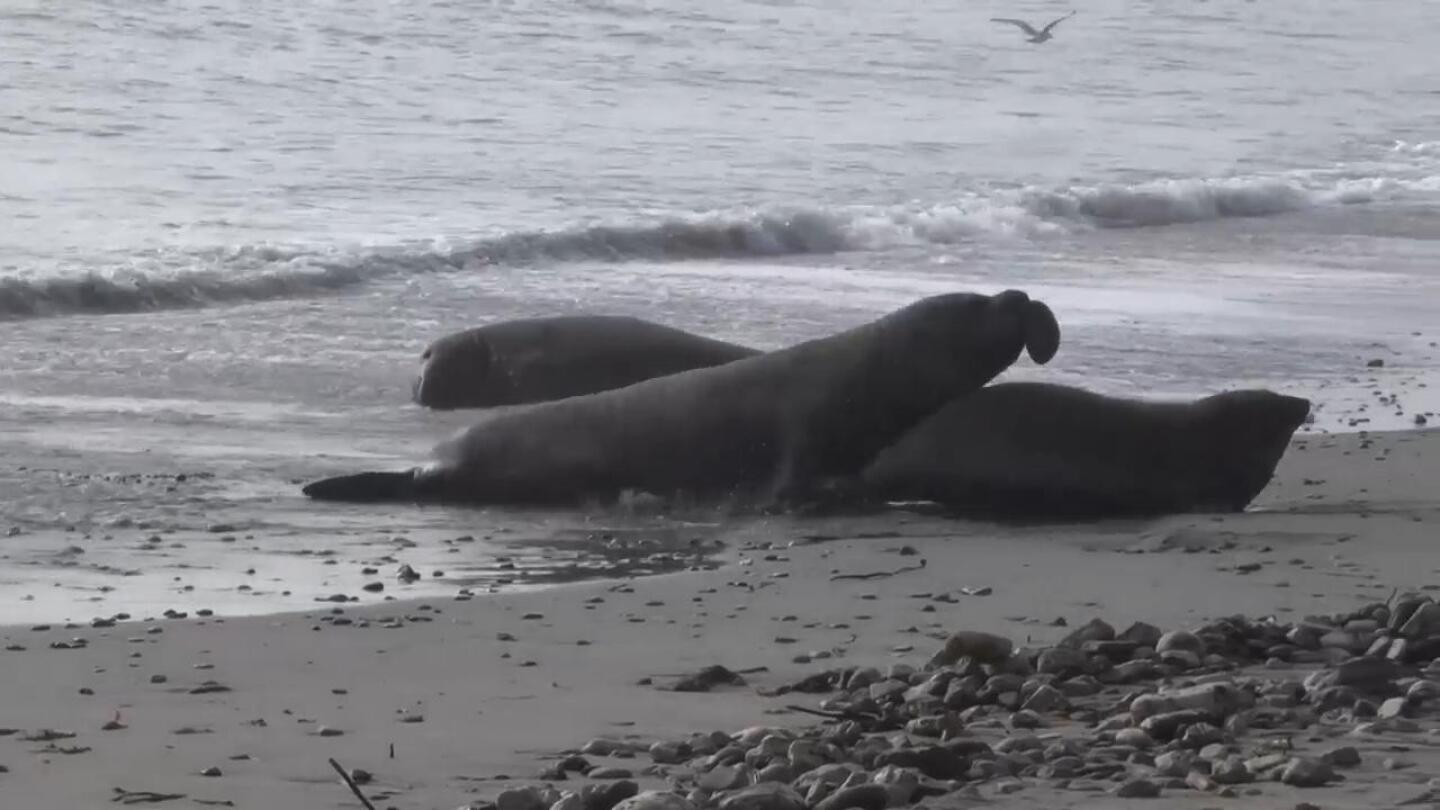 Elephant seals, nature’s heavyweights, haul out along the California coastline