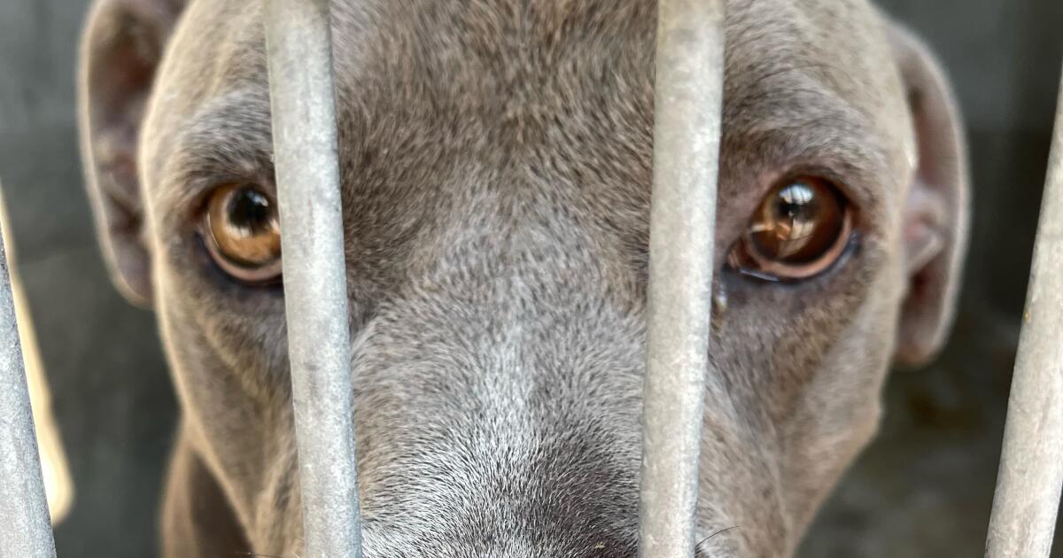 The shelter said the pit bull was sweet. He mauled his new owner
