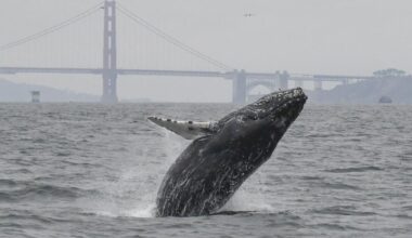 The best places in California to go whale watching