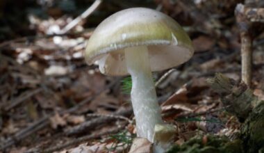 'Largest outbreak that we've seen in California.' Death cap mushrooms linked to deaths, hospitalizations