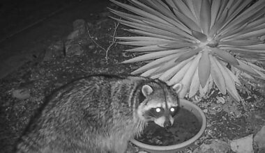 Brain-infecting 'raccoon roundworm' parasite found in dog in San Fernando Valley