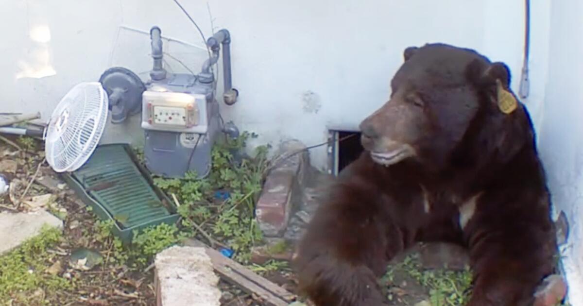 Bear living under Altadena home for 6 weeks gets evicted by paintball