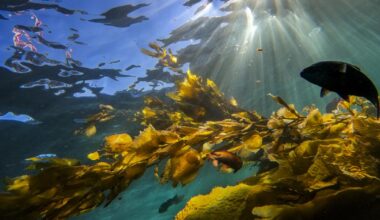 Woman dies after scuba diving off Catalina Island coast