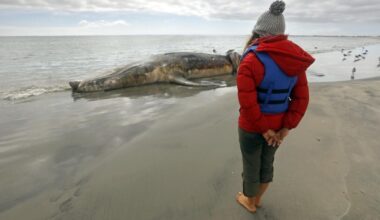 'Save the whales' worked for decades, but now some are starving
