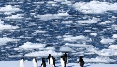 Antarctic penguin breeding is happening sooner, and that's a problem