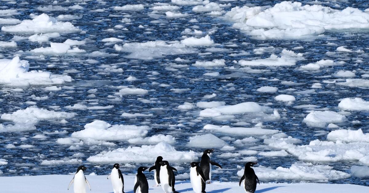 Antarctic penguin breeding is happening sooner, and that's a problem